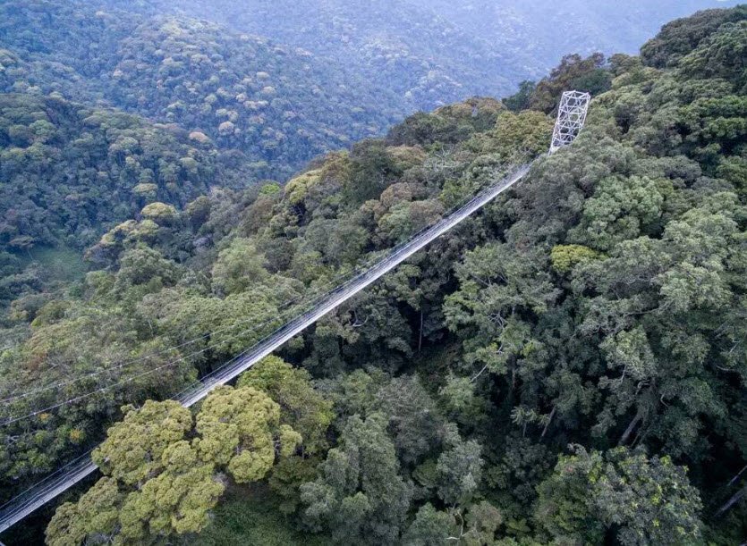 Canopy Walkway (Nyungwe), Nyungwe Forest, Rwanda